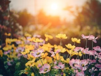 Zasady pielęgnacji ogrodu na wiosnę