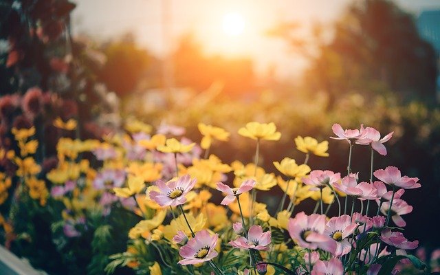 Zasady pielęgnacji ogrodu na wiosnę